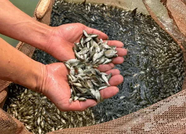 Cá Diếc — ảnh 2
