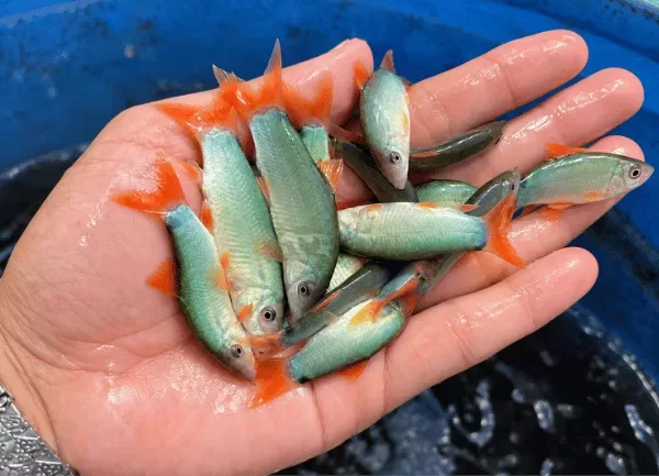 Cá Heo Đuôi Đỏ — ảnh 2