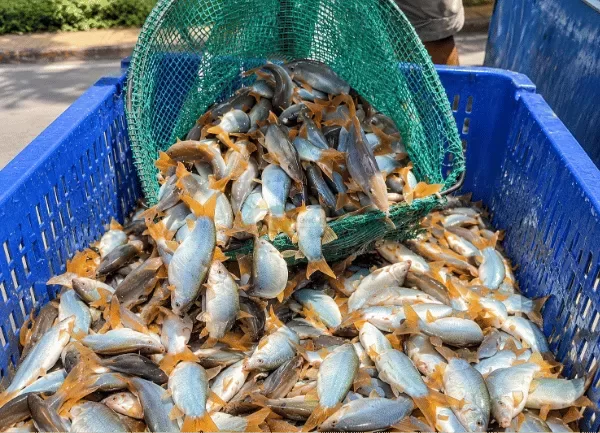 Cá Heo Đuôi Đỏ — ảnh 3