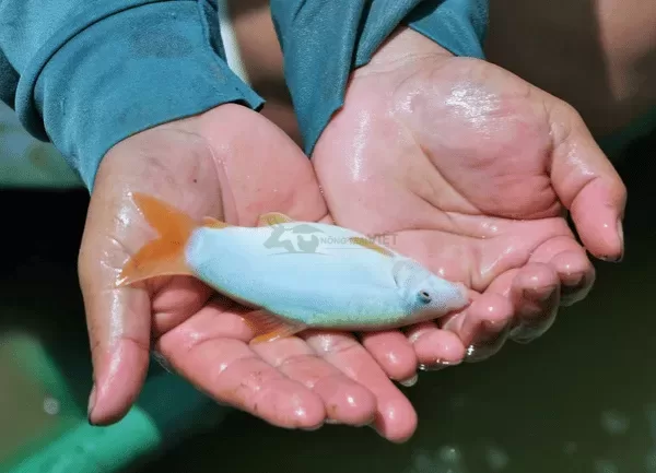 Cá Heo Đuôi Đỏ — ảnh 5
