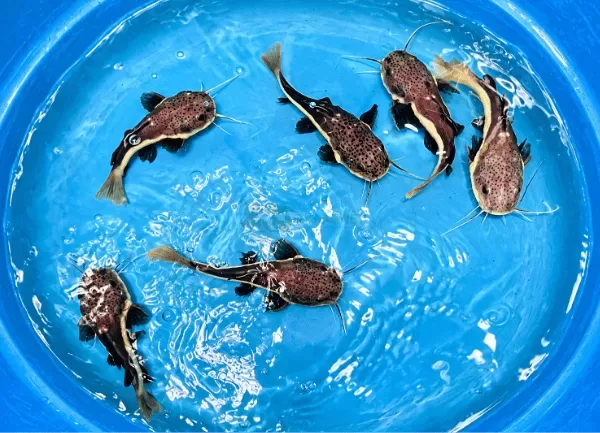 Cá Hồng Vỹ — ảnh 3