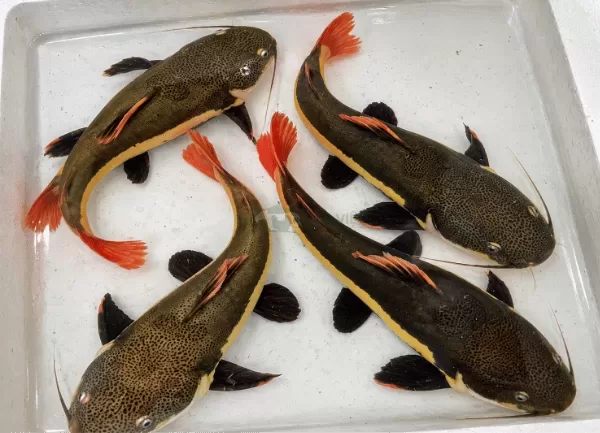 Cá Hồng Vỹ — ảnh 5
