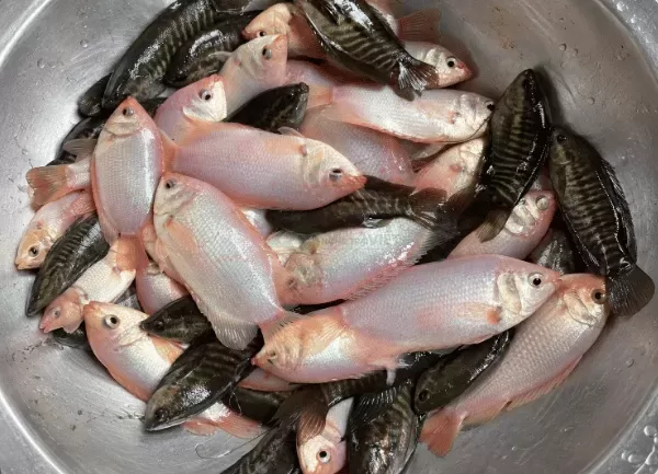 Cá Hường — ảnh 2