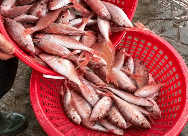 Cá Hường — ảnh 3