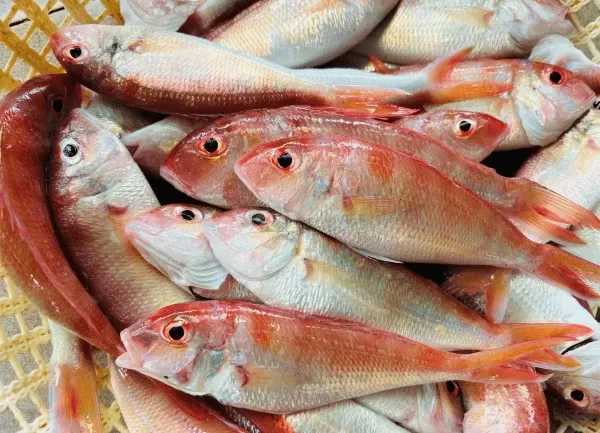 Cá Hường — ảnh 4