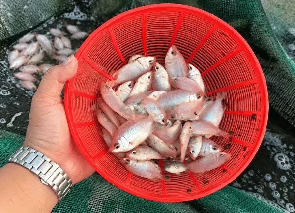 Cá Hường — ảnh 5