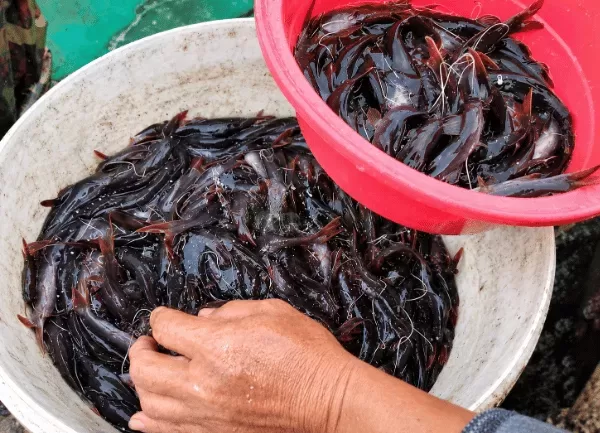 Cá Lăng Đuôi Đỏ — ảnh 3