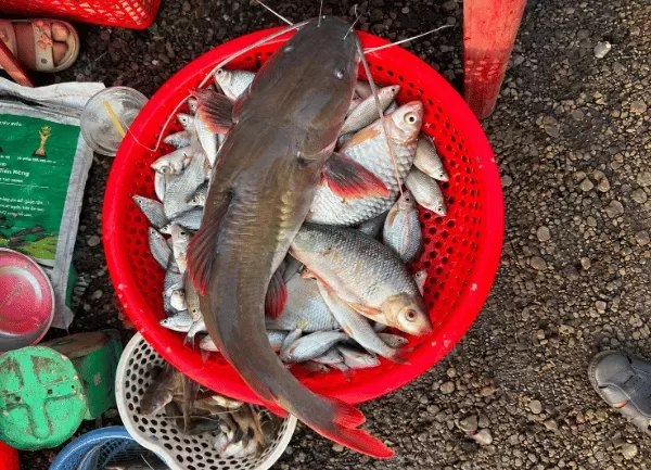 Cá Lăng Đuôi Đỏ — ảnh 5