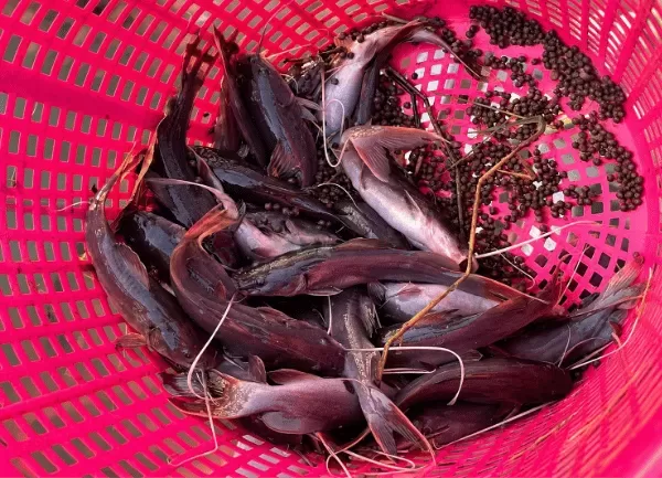 Cá Lăng Đuôi Đỏ — ảnh 4