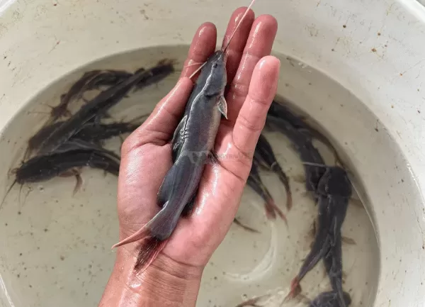 Cá Lăng Đuôi Đỏ — ảnh 2
