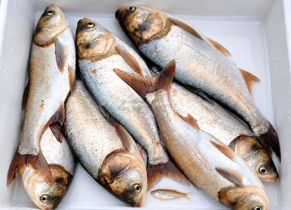Cá Mè Hoa — ảnh 3