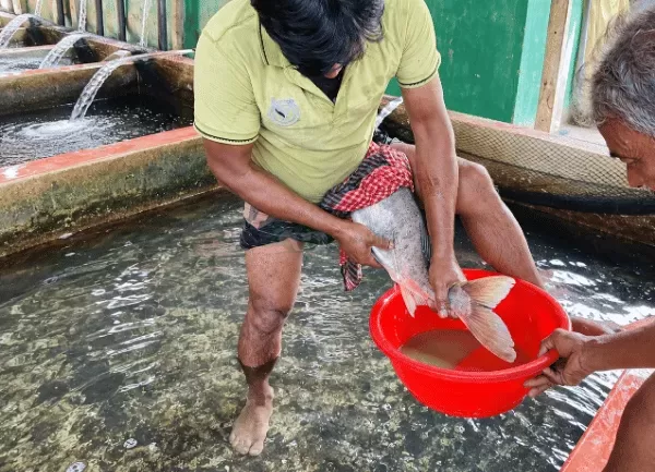 Cá Mè Hoa — ảnh 2