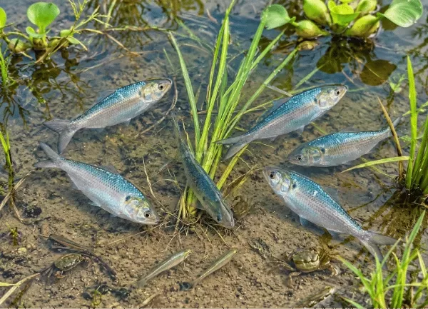 Cá Mè Hoa — ảnh 5