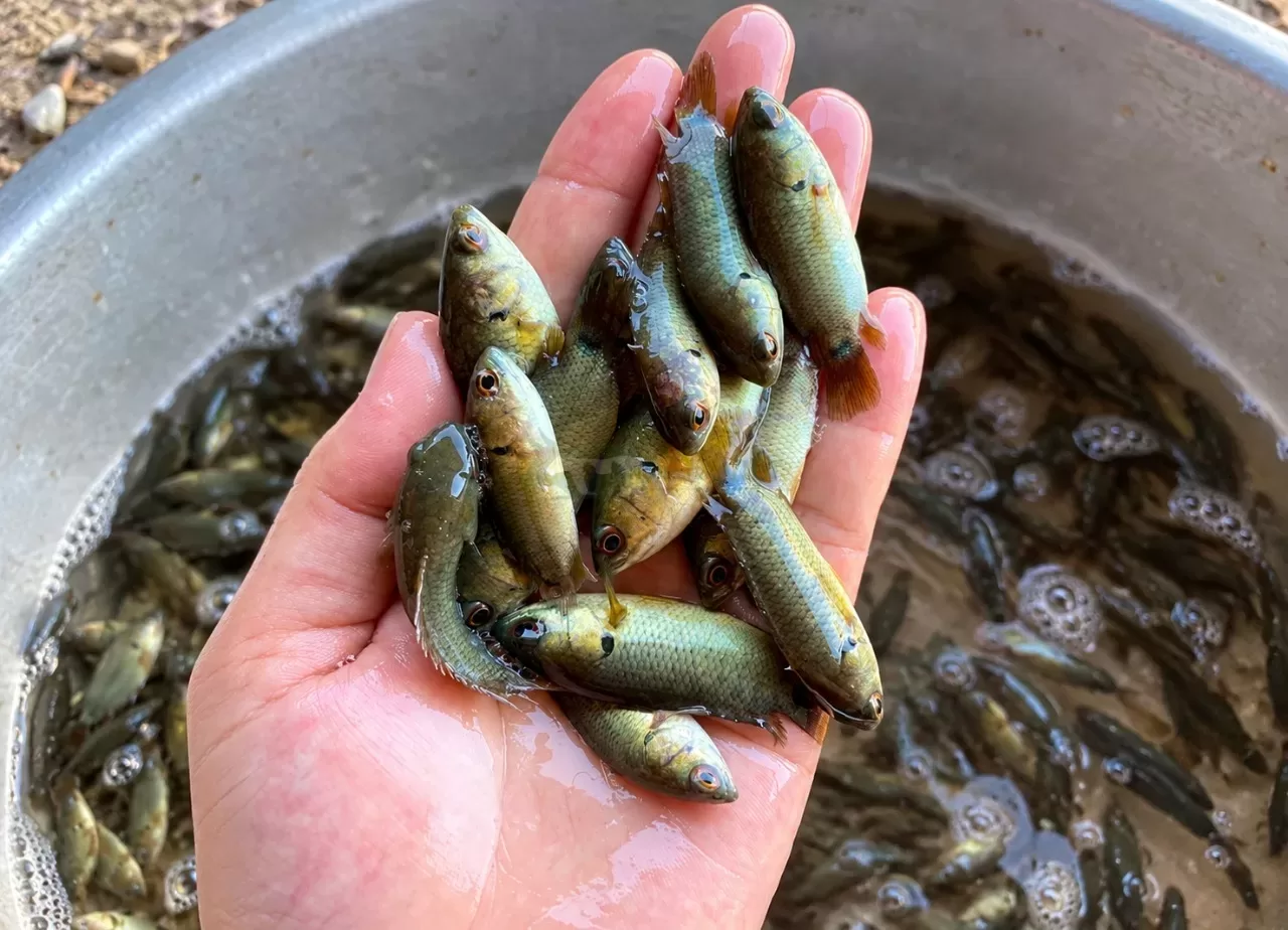 Cá Rô Đầu Nhím — ảnh 2
