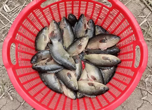 Cá Rô Đầu Nhím — ảnh 5