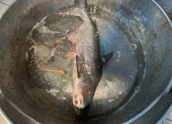 Cá Tra Dầu — ảnh 2