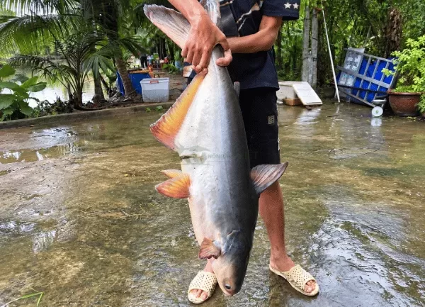 Cá Tra Dầu — ảnh 4
