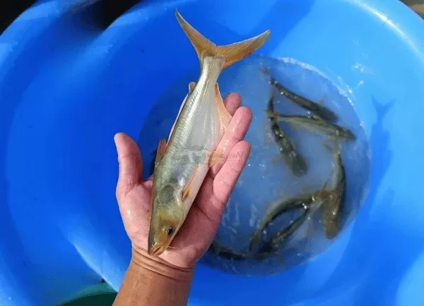 Cá Tra Dầu — ảnh 3