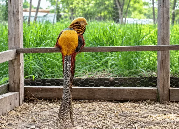 Chim Trĩ 7 Màu Đỏ — ảnh 2