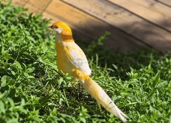 Chim Trĩ 7 Màu Vàng — ảnh 2