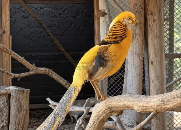 Chim Trĩ 7 Màu Vàng — ảnh 5