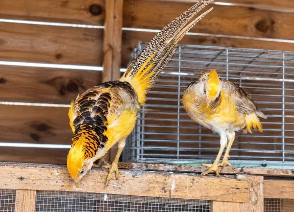 Chim Trĩ 7 Màu Vàng — ảnh 4