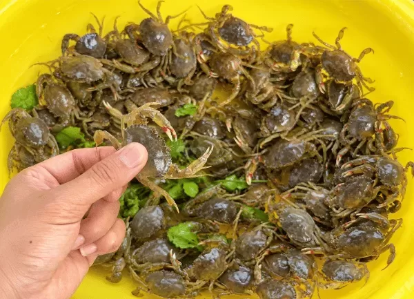 Cua Biển — ảnh 2