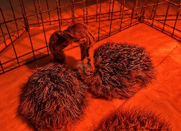 Đà Điểu 1 tháng tuổi — ảnh 4