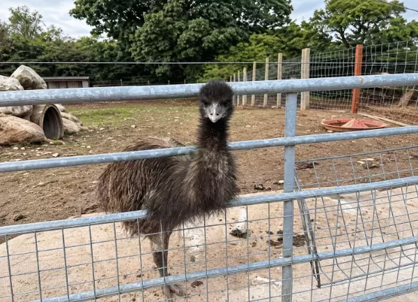 Đà Điểu Emu — ảnh 3
