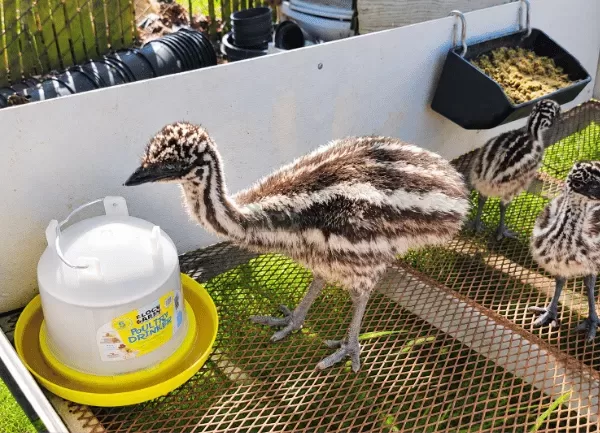 Đà Điểu Emu — ảnh 2