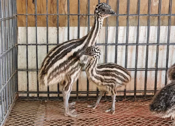 Đà Điểu Emu — ảnh 4