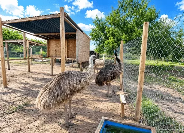 Đà Điểu Emu — ảnh 5