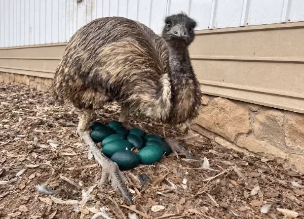 Đà Điểu Emu — ảnh 7