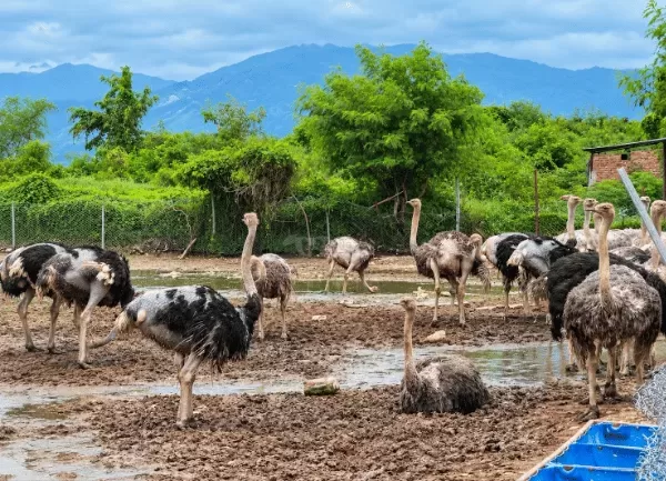 Đà Điểu Hậu Bị — ảnh 4