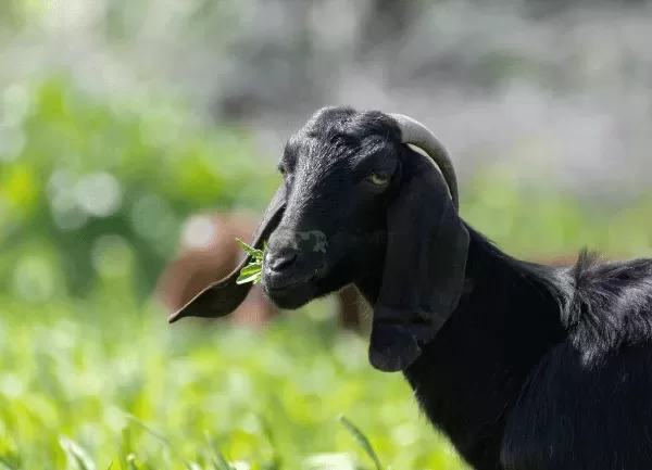 Dê Bách Thảo — ảnh 2