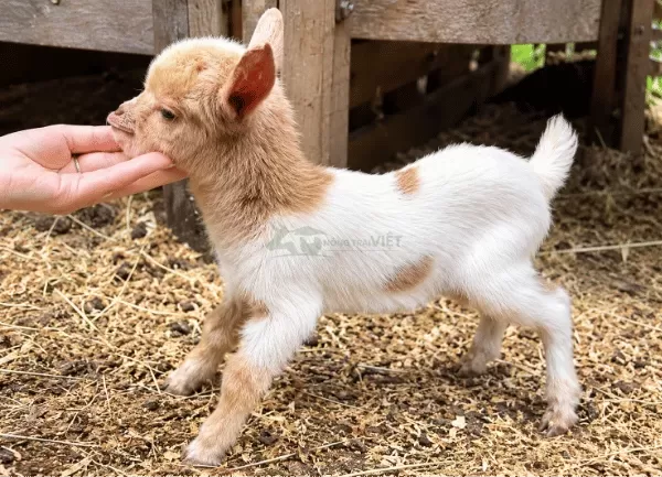 Dê Lùn Pygmy — ảnh 5