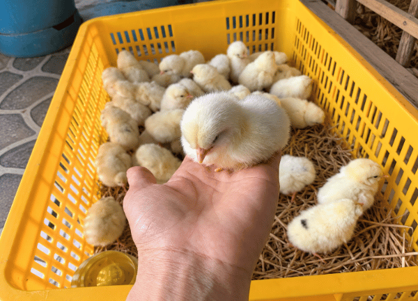 Gà Ai Cập Trắng — ảnh 2