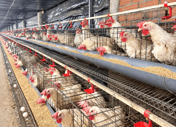 Gà Ai Cập Trắng — ảnh 5