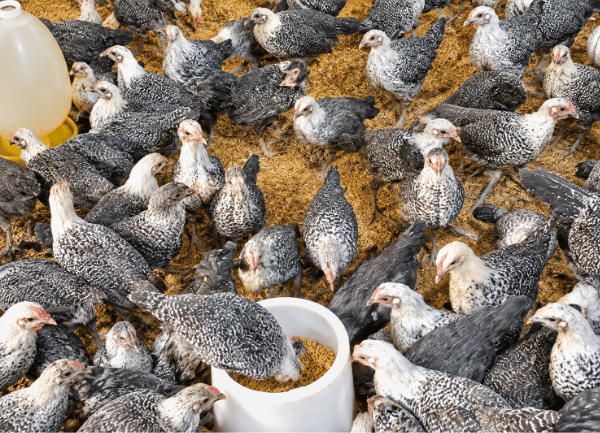 Gà Ai Cập Vằn — ảnh 3