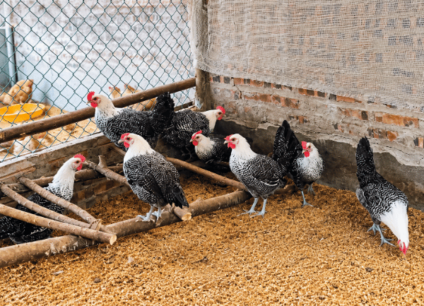 Gà Ai Cập Vằn — ảnh 2