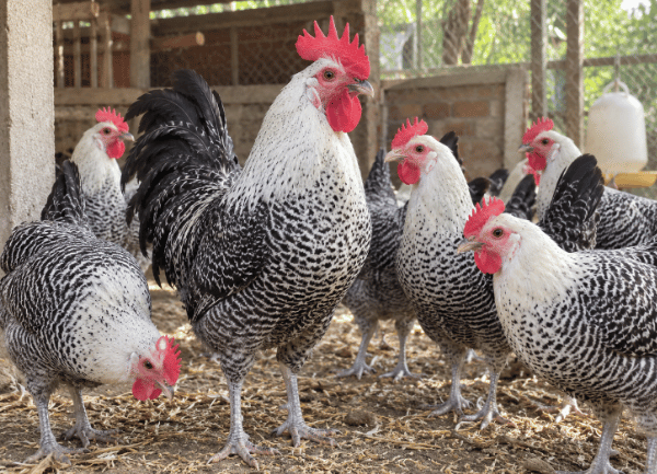 Gà Ai Cập Vằn — ảnh 5