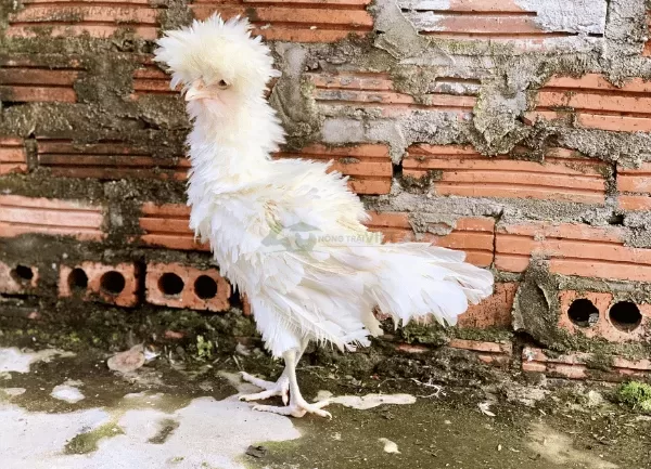 Gà Balan — ảnh 5