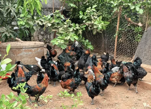 Gà H'Mông Đen — ảnh 3