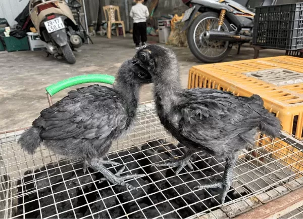 Gà H'Mông Đen — ảnh 2