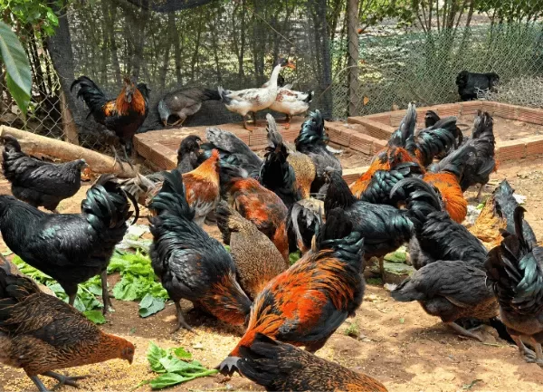 Gà H'Mông Đen — ảnh 4