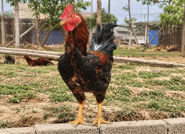 Gà Lai Chọi Sọc — ảnh 2
