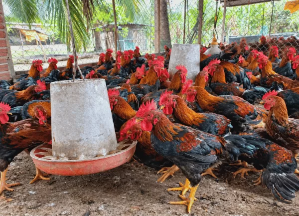 Gà Lai Chọi Sọc — ảnh 4
