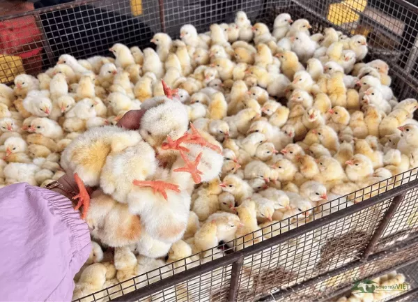 Gà Lai Đông Tảo — ảnh 4