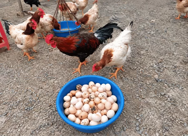 Gà Mía Sơn Tây — ảnh 3