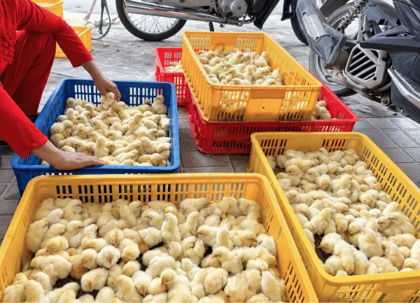Gà Mía Sơn Tây — ảnh 2